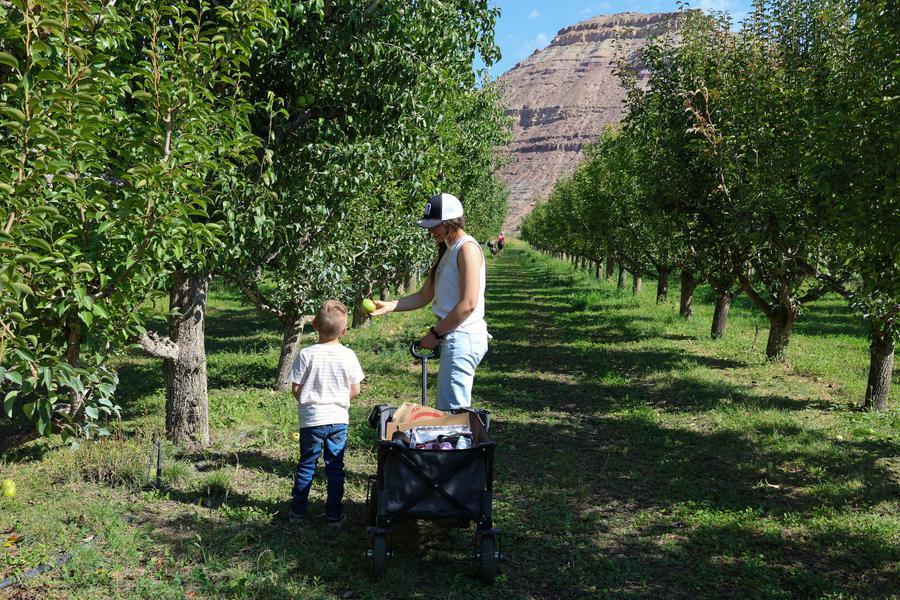 a child and adult picking pears from a pear tree
