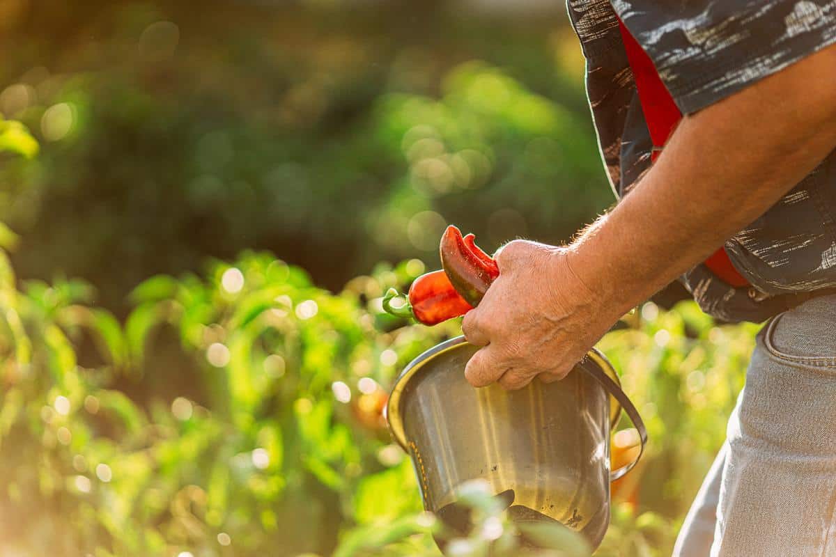 Man's hand watering a garden, an example of how to create easy, healthy meals on a budget.