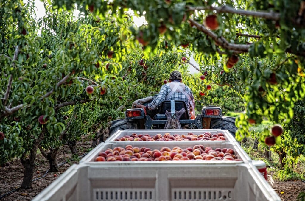 Tractor pulling crates of peaches through an orchard.