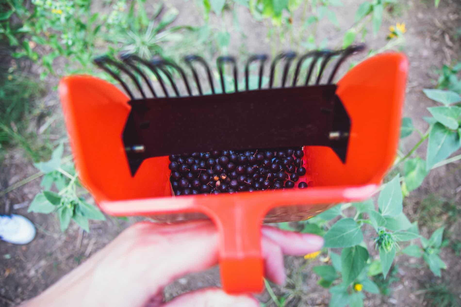 chokecherry comb filled with berries.