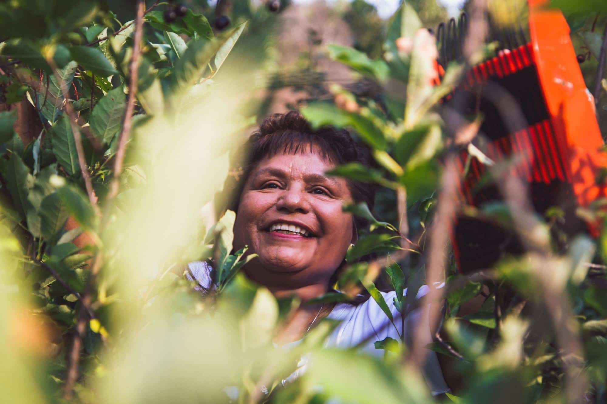 Jackie White picking chokecherries.
